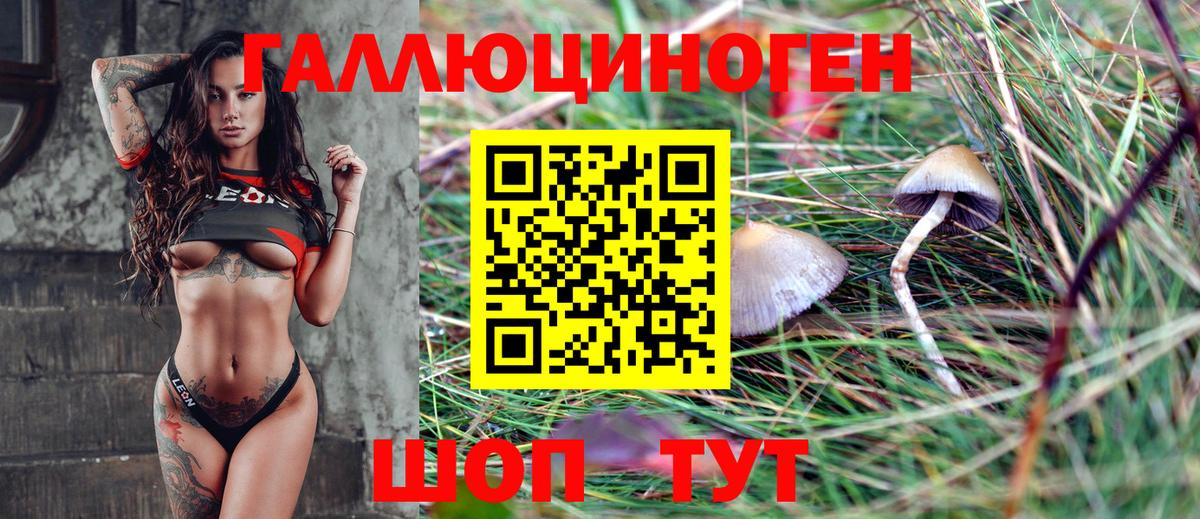 Галлюциногенные грибы Psilocybe Белорецк